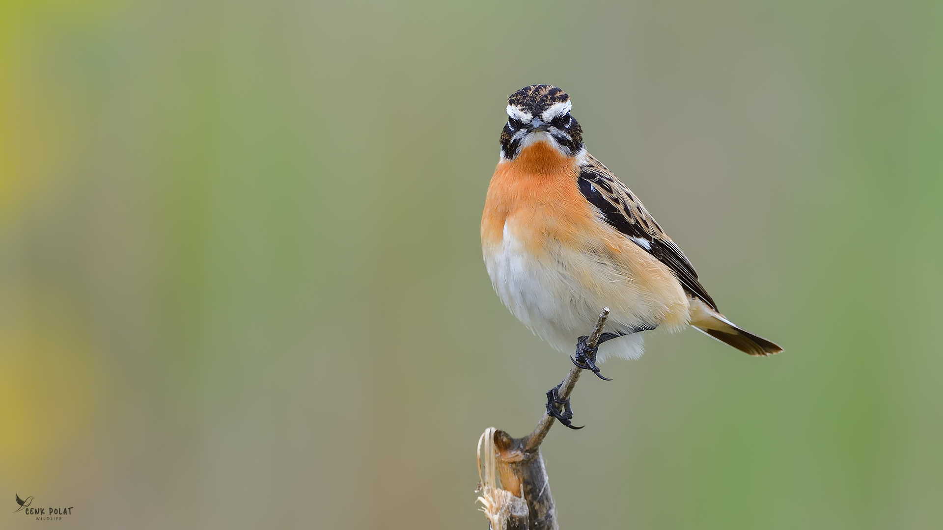 Whinchat